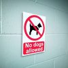 No dogs allowed sign